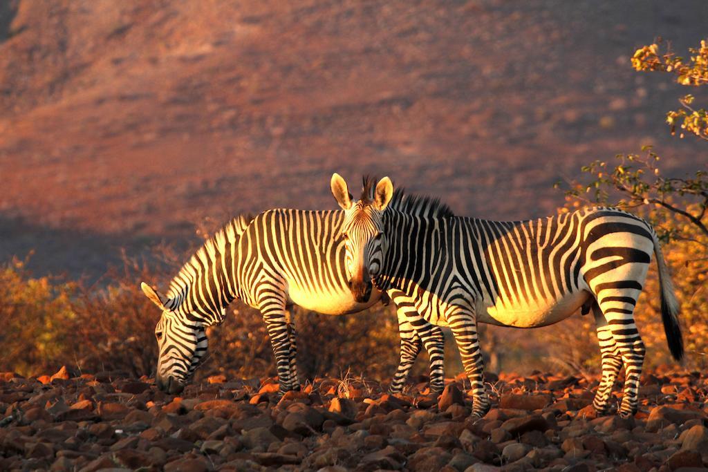 Etendeka Mountain Camp Дамараленд Екстер'єр фото