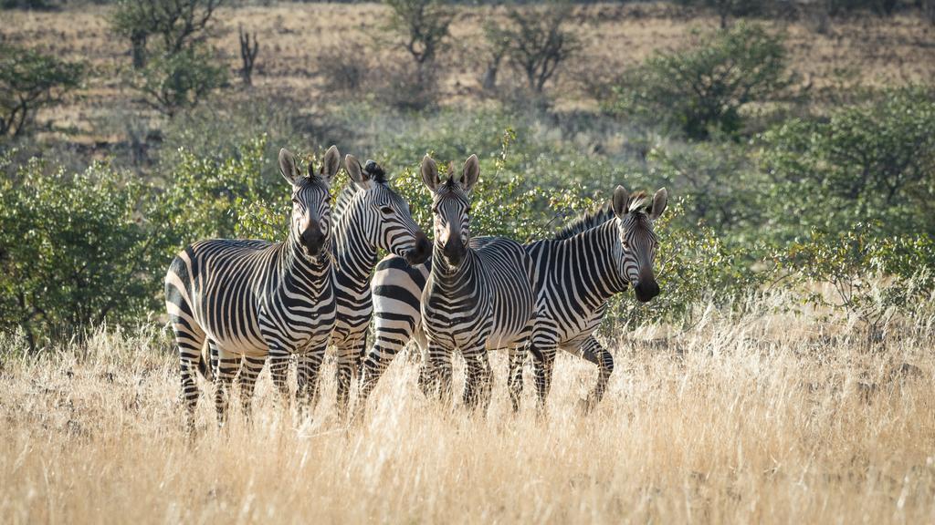 Etendeka Mountain Camp Дамараленд Екстер'єр фото